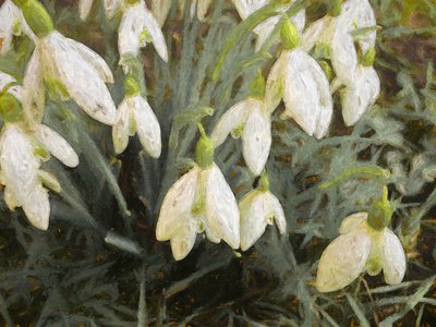 Snowdrops by Helen White